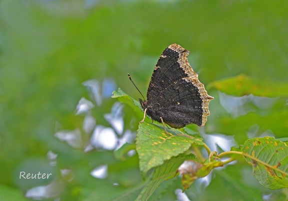 Trauermantel (Nymphalis antiopa)